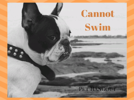 French Bulldogs cannot swim because of being top heavy